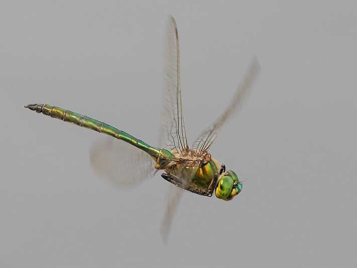 Somatochlora metallica male.jpg